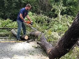 Best Leaf Removal  in Susitna North, AK