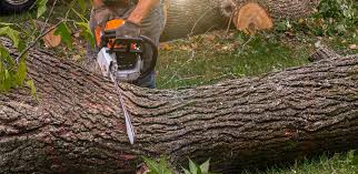 Trusted Susitna North, AK Tree Removal Experts