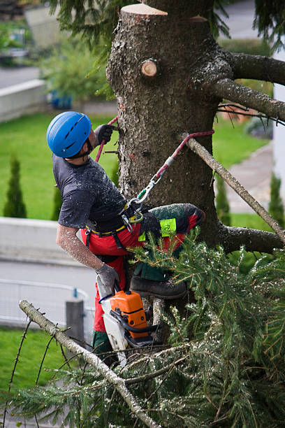 Best Storm Damage Tree Cleanup  in Susitna North, AK